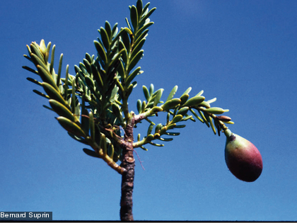 Une espèce endémique et protégée