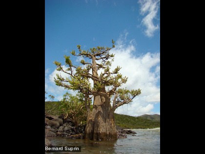 Une espèce endémique et protégée