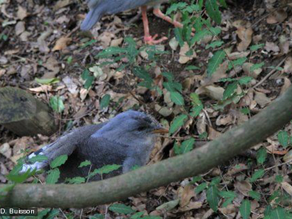 Cette espèce est endémique.