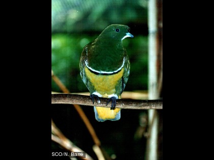 Cette espèce est endémique.