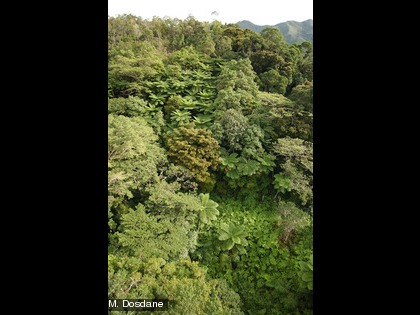 La forêt humide couvre 4 000 km² en Nouvelle-Calédonie. 