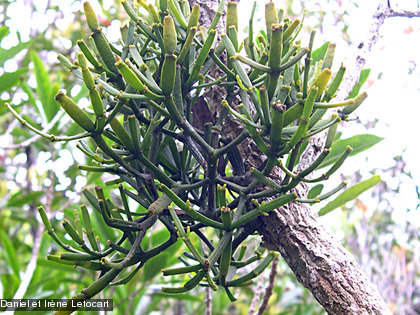 La forêt humide présente une flore exceptionnelle. Elle abrite plus de 2 000 espèces végétales dont 80 % d’espèces endémiques. 