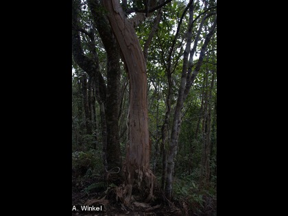 Arbre de la forêt humide dont l'écorce est abîmée par les cerfs