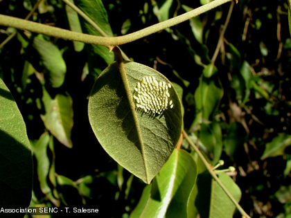 Oeufs de Belenois java sur des lianes de Capparis artensis Les oeufs ont été observés dans la forêt sèche du parc de forestier de Nouméa
