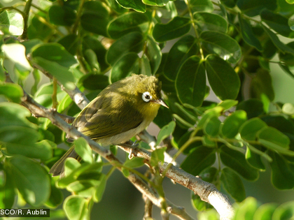 Cette espèce est endémique.