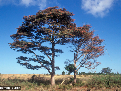 le badamier de Poya, Terminalia cherrieri