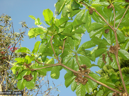 Les fruits du badamier de Poya, Terminalia cherrieri