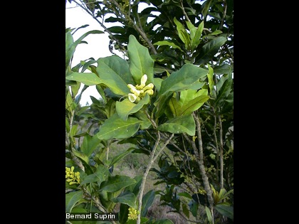Oxera sulfurea à fleur blanche