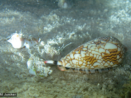 Il se nourrit de coquillages