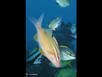 Le rouget-barbet, Parupeneus ciliatus