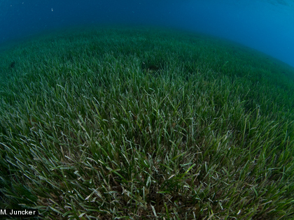L'herbier est constitué de plantes marines qui ne sont pas des algues mais des phanérogames.