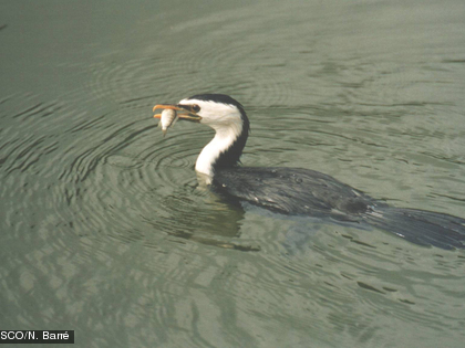 Le Cormoran, Phalacrocorax melanoleucos ssp. melanoleucos