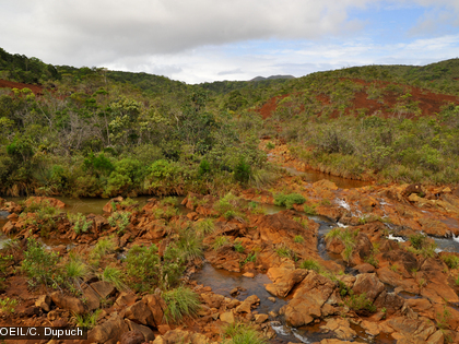 Le maquis minier est le milieu qui a le plus fort taux d’endémisme en Nouvelle-Calédonie (89 %).