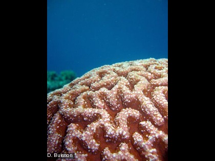 Une colonie corallienne massive