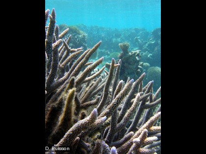 Une colonie corallienne branchue, Acropora