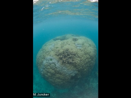 Une colonie corallienne massive de plusieurs mètres de diamètre, Poritas