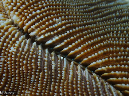 Une colonie corallienne (Fungia) non fixée de la famille des Fungiidae