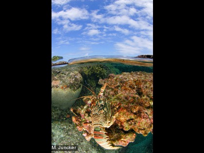 La langouste grosse tête, Panulirus penicillatus