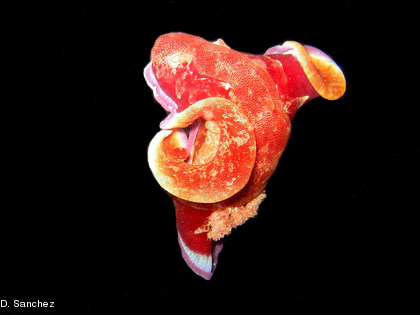 La danseuse espagnole, Hexabranchus sanguineus