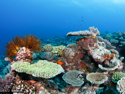 Les récifs coralliens, de par leur structure complexe, présentent de nombreuses cachettes et constituent l’habitat d’une faune très dense.