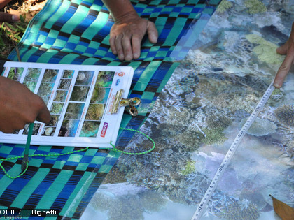 Les observateurs s'entrainent à identifier les espèces selon une méthode normée