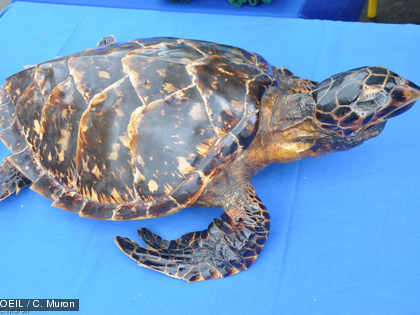 La fête de la science au collège de Boulari