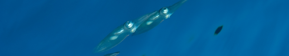 [2014] Mer