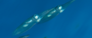 [2014] Mer