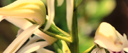 [2015] Terre
