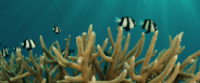 [Sud 2020] Mer